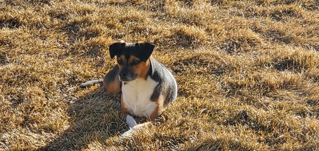 Picture of James' dog Rocky