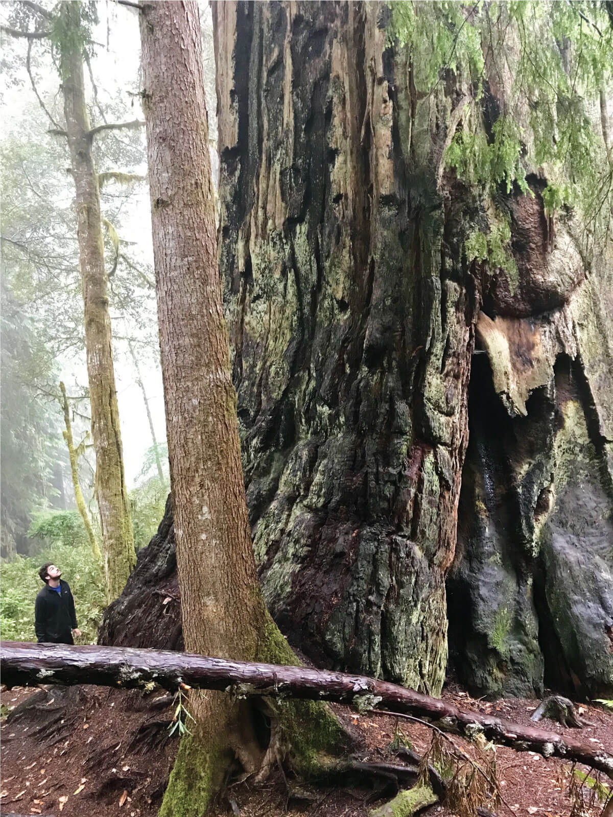 Samuel pondering at a large tree