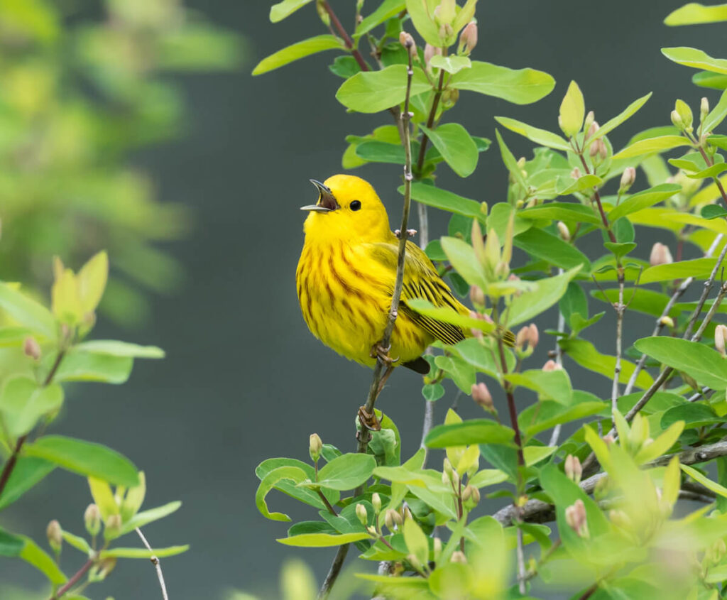 yellow warbler - bird